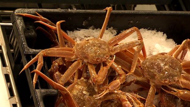 Snow crab in N.L. could reach ‘historic lows’ by 2028, reports DFO